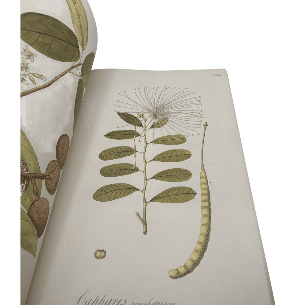 Plants Of The Americas - Nikolaus Joseph von Jacquin - Folio Society - 2016