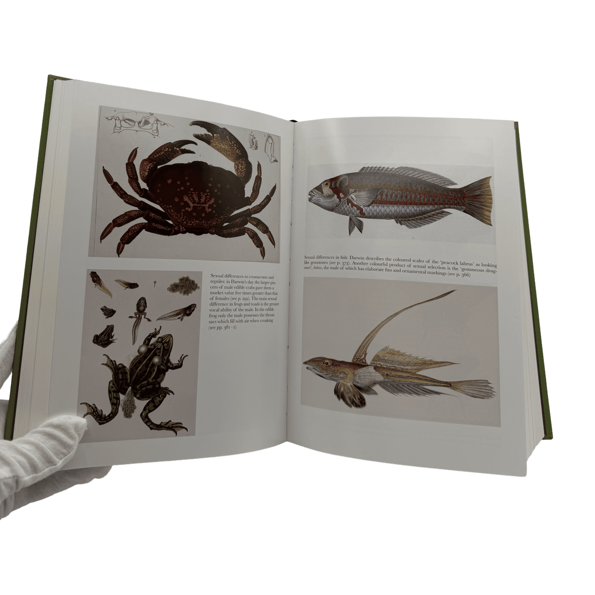 Descent of Man and Selection in Relation to Sex, The - Charles Darwin - Folio Society - 2021